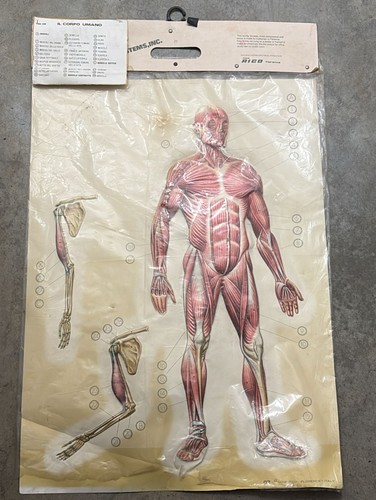 Corpo umano tavola - il, 3d