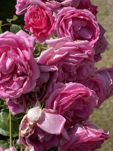Rosa sarmentosa con fiore - rosa,