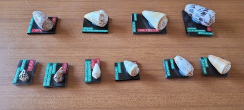 Lotto 10 conchiglie - -,