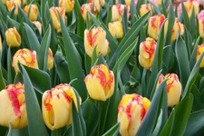 8 bulbi di TULIPANI CAPE TOWN