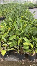 Mandela gold strelitzia - mandela's,