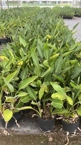 Mandela gold strelitzia - -,