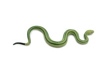 Baron's Green Racer Snake 