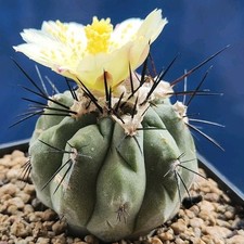 Copiapoa bridgesii KR 809