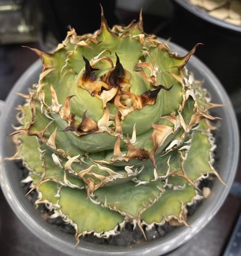 Rara pianta cactus agave - pianta,