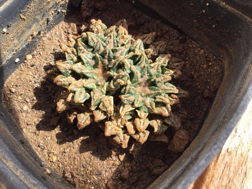 Cactus ariocarpus - cactus,