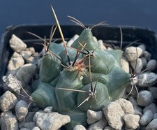 Thelocactus rinconensis - , v