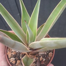 Agave desmettiana f. variegata