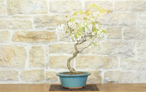 Bonsai glicine giapponese - bonsai,