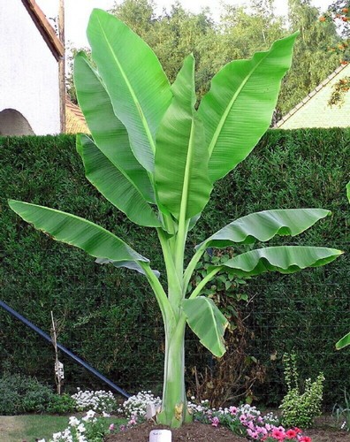 Semi ensete glaucum - di, glaucum+