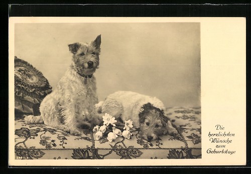 Due terrier divano - terrier, su