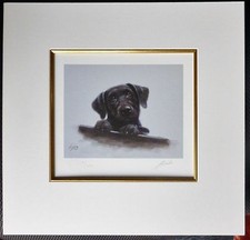 John argento nero lab - nero, cucciolo