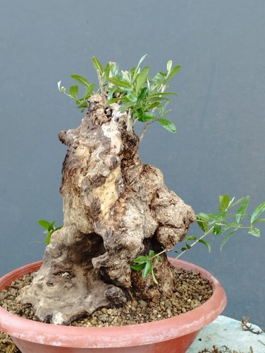 Bonsai olivastro 35x23cm - 35x23cm, in