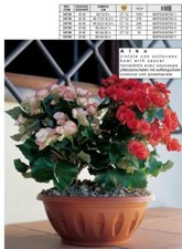 Ciotola Vaso per Piante da Esterno Giardino con riserva alba Terraccotta 20 cm