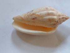 Conchiglia Shell VOLUTA VIRESCENS  Granulata  mm 48,3  Golfo del Messico