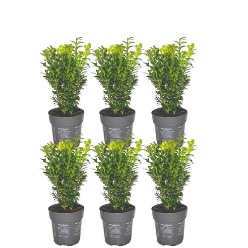 Bosso - (buxus,