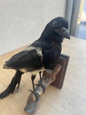 Gazza Euroasiatica (Pica pica) – Tassidermia a Corpo Intero - Gazza Ladra