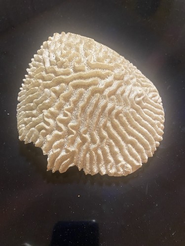 Corallo bianco fungo - corallo, a