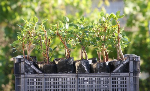 Piantine prebonsai sughera - piantine,
