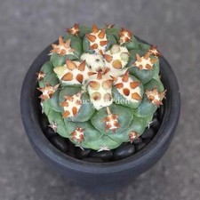 Coryphantha elephantidens cactus rara pianta succulenta 5-7 cm