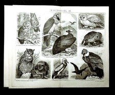 1894 OLD PRINT:UCCELLI RAPACI