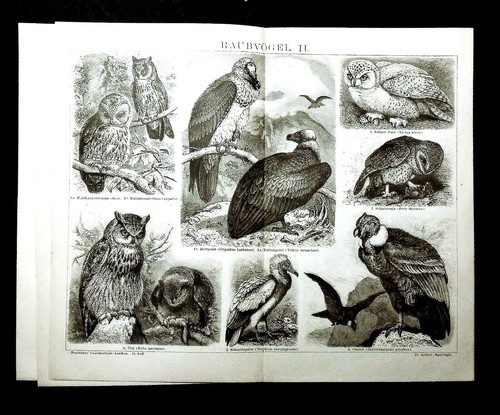1894 old print uccelli - print:uccelli, rapaci