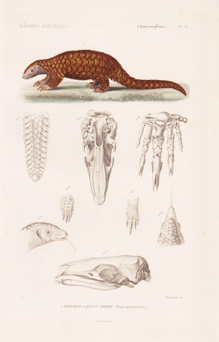Pangolino cina anatomia - pangolino,