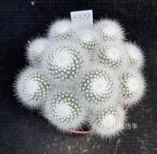 Pianta succulenta multi teste