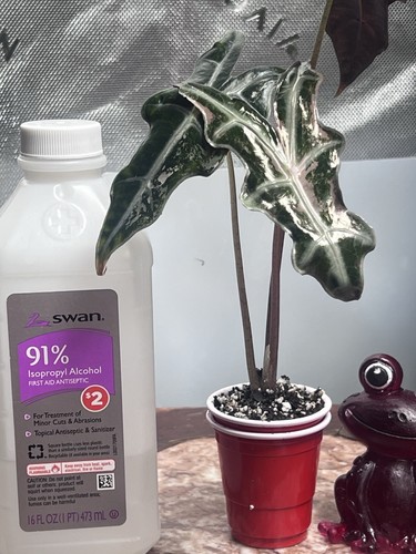 Alocasia pink nobillis - pink,