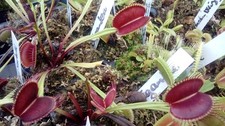plantes carnivores dionaea