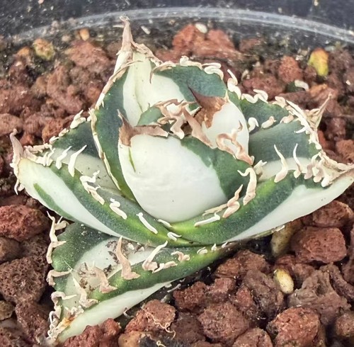 Agave titanota sad - sad, variegata