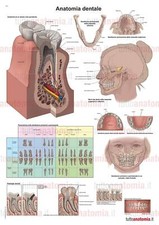 Poster anatomia umana -