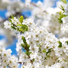 Prunus salicina - Prugna Giapponese | Prugna Cinese