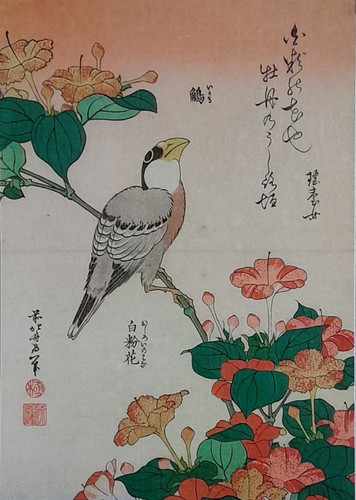 Hokusai grosbeak mirabilis - hokusai,