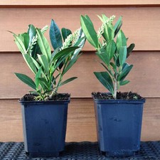 Prunus laurocerasus Otto