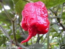 20 SEMI DI CAROLINA REAPER