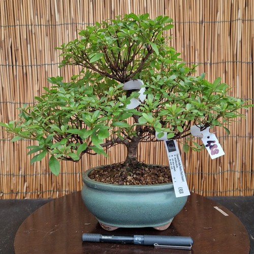 Bonsai azalea 30cm - h,