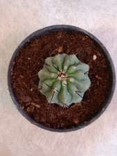 Copiapoa Cinerea Mount Perales da seme - 4,9 cm - vaso 10cm
