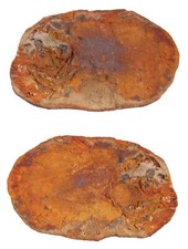 Trias Coelacanthus madagascariensis nappa pesce Madagascar 51-3