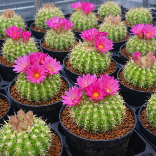 Notocactus herteri seeds - notocactus,