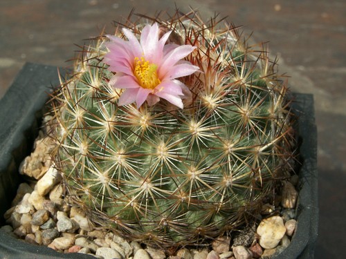 Pediocactus simpsonii - , v