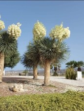 Yucca elata - espectacular