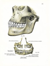 Stampa antica ANATOMIA BOCCA