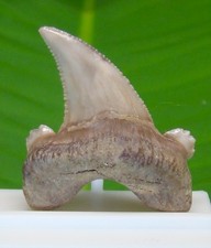AURICULATUS Shark Tooth Real