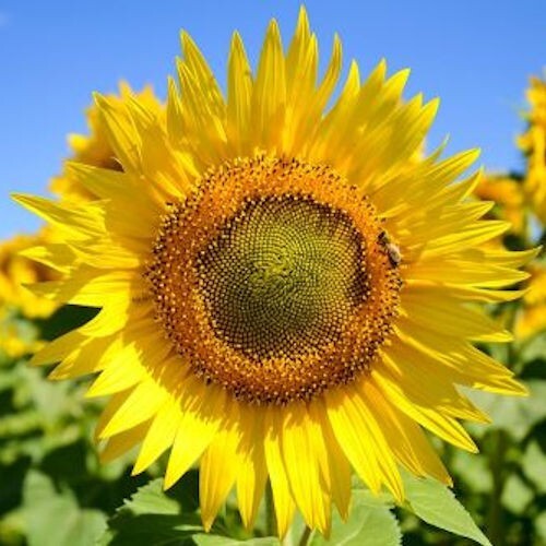 Gigante girasole sky scraper - girasole,