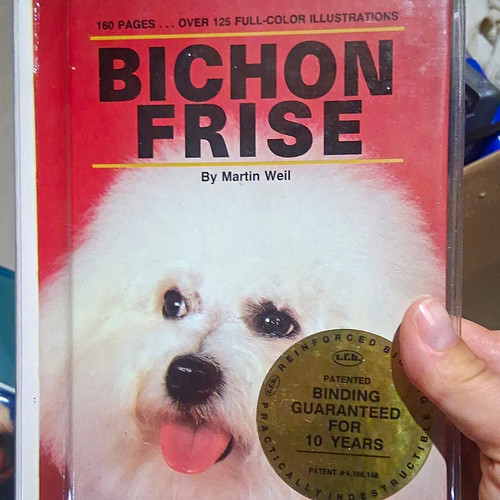 Bichon frise martin - bichon, weil