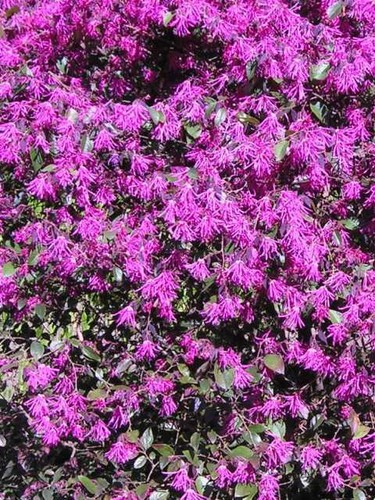 Pianta loropetalum - pianta,