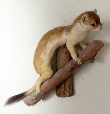 Bellissimo Hermellino marrone