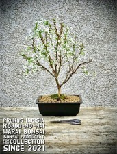 Prunus incisia kojou - prunus, "kojou-no-mai"