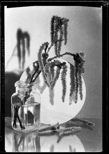 Still life con - life,